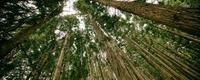 天霸棋牌